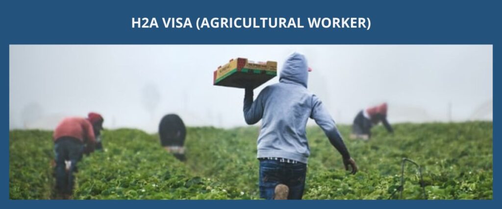 H2A VISA (AGRICULTURAL WORKER) H2A 簽證 (農業勞工) eng
